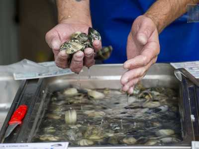 Il nome, che in barese sta a indicare qualcuno che cerca di mettersi costantemente in mostra, deriva dall'appellativo attribuito a Domenico �Minguccio� Carofiglio, colui che apr� attorno al 1940 una prima rivendita di pesce situata in strada del Carmine, a Bari Vecchia